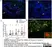 Anti Pig CD335 Antibody, clone VIV-KM1 thumbnail image 6