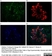 Anti Pig CD335 Antibody, clone VIV-KM1 thumbnail image 7
