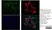 Anti Pig CD335 Antibody, clone VIV-KM1 thumbnail image 7