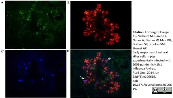 Anti Pig CD335 Antibody, clone VIV-KM1 gallery image 7