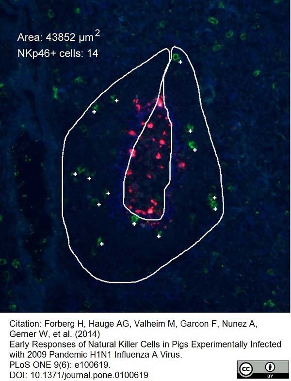 Anti Pig CD335 Antibody, clone VIV-KM1 gallery image 8