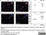 Anti Pig CD4 Alpha Antibody, clone MIL17 thumbnail image 10