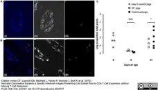 Anti Pig CD4 Alpha Antibody, clone MIL17 gallery image 4
