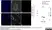 Anti Pig CD4 Alpha Antibody, clone MIL17 thumbnail image 4