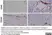 Anti Pig CD45 Antibody, clone K252.1E4 thumbnail image 12