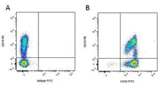 Anti Pig CD45 Antibody, clone K252.1E4 gallery image 9