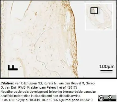 Anti Pig CD45 Allotypic Variant Antibody, clone MAC323 gallery image 2