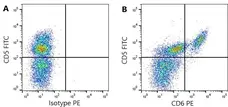 Anti Pig CD6 Antibody, clone a38b2 gallery image 2