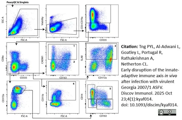 Anti Pig wCD8 Alpha Antibody, clone MIL12 gallery image 17