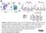 Anti Pig wCD8 Alpha Antibody, clone MIL12 thumbnail image 22