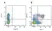 Anti Pig wCD8 Alpha Antibody, clone MIL12 thumbnail image 3