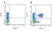 Anti Pig CD8 Beta Chain Antibody, clone PPT23 thumbnail image 3