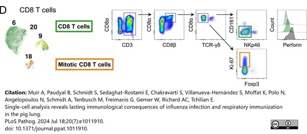 Anti Pig CD8 Beta Chain Antibody, clone PPT23 gallery image 5