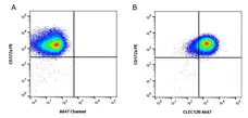 Anti Pig CLEC12B Antibody, clone PELE6 gallery image 2