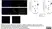 Anti Pig Endothelial Cells Antibody, clone MIL11 thumbnail image 1