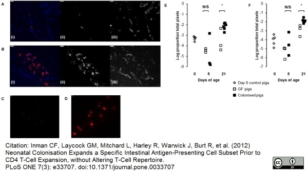 Anti Pig Endothelial Cells Antibody, clone MIL11 gallery image 1