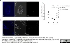 Anti Pig Endothelial Cells Antibody, clone MIL11 gallery image 2