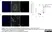 Anti Pig Endothelial Cells Antibody, clone MIL11 thumbnail image 2