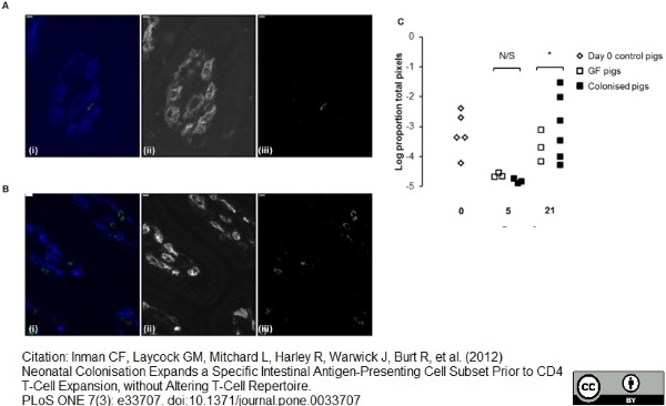 Anti Pig Endothelial Cells Antibody, clone MIL11 gallery image 2