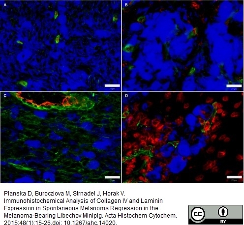 Anti Pig Endothelial Cells Antibody, clone MIL11 gallery image 3