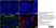 Anti Pig Endothelial Cells Antibody, clone MIL11 thumbnail image 3