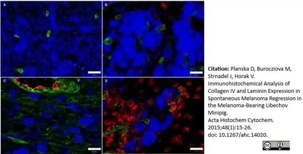 Anti Pig Endothelial Cells Antibody, clone MIL11 gallery image 3