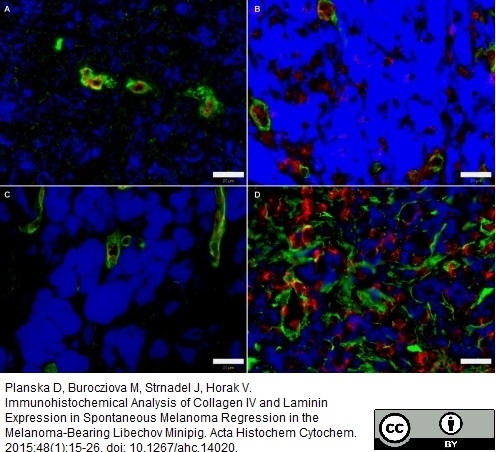 Anti Pig Endothelial Cells Antibody, clone MIL11 gallery image 4