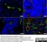 Anti Pig Endothelial Cells Antibody, clone MIL11 thumbnail image 4