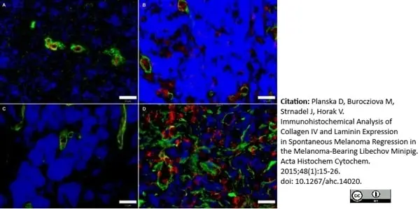 Anti Pig Endothelial Cells Antibody, clone MIL11 gallery image 4