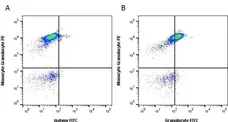 Anti Pig Granulocytes Antibody, clone 2B2 gallery image 4