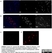 Anti Pig IgM Antibody, clone K52 1C3 thumbnail image 4