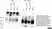 Anti Pig IgM Antibody, clone K52 1C3 thumbnail image 6