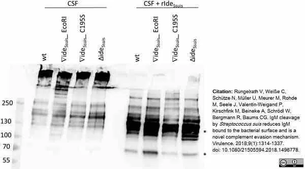 Anti Pig IgM Antibody, clone K52 1C3 gallery image 6