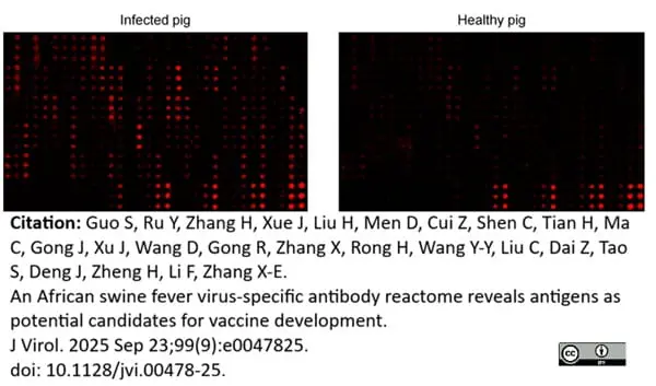 Anti Pig IgM Antibody, clone K52 1C3 gallery image 8