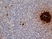 Anti Pig Insulin Antibody, clone 2D11 thumbnail image 1