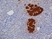 Anti Pig Insulin Antibody, clone 2D11 thumbnail image 2