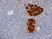 Anti Pig Insulin Antibody, clone 2D11 thumbnail image 2