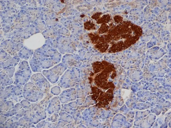 Anti Pig Insulin Antibody, clone 2D11 gallery image 2