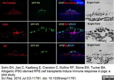 Anti Pig Macrophages Antibody, clone BA4D5 gallery image 2