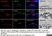 Anti Pig Macrophages Antibody, clone BA4D5 thumbnail image 2