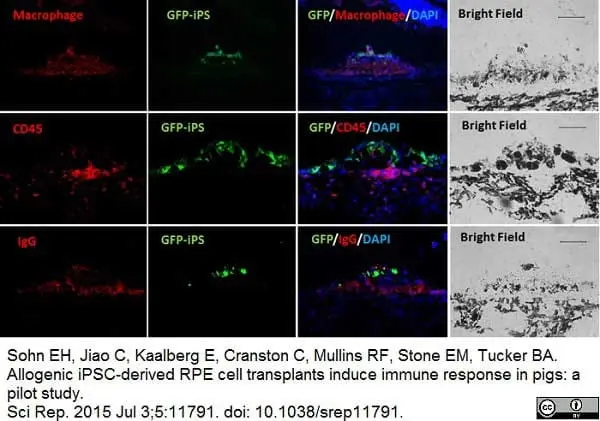 Anti Pig Macrophages Antibody, clone BA4D5 gallery image 2