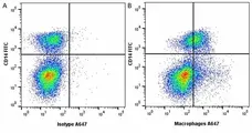 Anti Pig Macrophages Antibody, clone BA4D5 gallery image 3