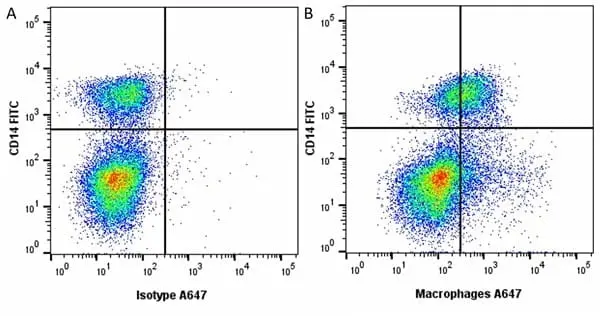 Anti Pig Macrophages Antibody, clone BA4D5 gallery image 3