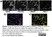 Anti Pig Monocyte/Granulocyte Antibody, clone 74-22-15  thumbnail image 3