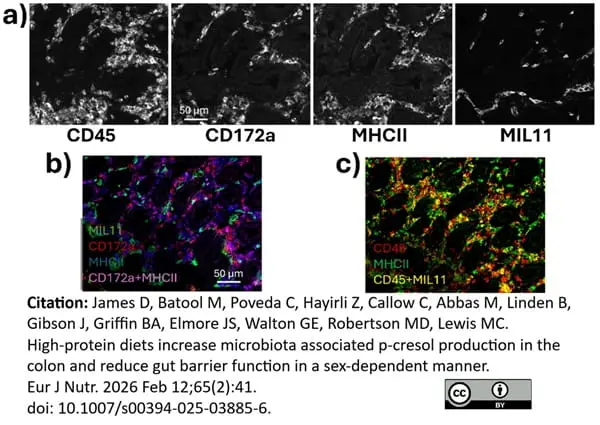 Anti Pig Monocyte/Granulocyte Antibody, clone 74-22-15  gallery image 3