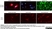 Anti Pig SLA Class I Antibody, clone JM1E3 thumbnail image 3