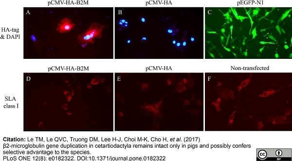 Anti Pig SLA Class I Antibody, clone JM1E3 gallery image 3