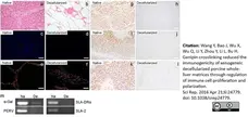 Anti Pig SLA Class II DR Antibody, clone 2E9/13 gallery image 2