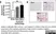 Anti Pig Surfactant Protein D Antibody, clone 1.7 thumbnail image 1