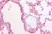 Anti Pig Surfactant Protein D Antibody, clone 1.7 thumbnail image 2